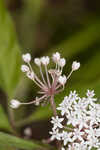 Swamp milkweed